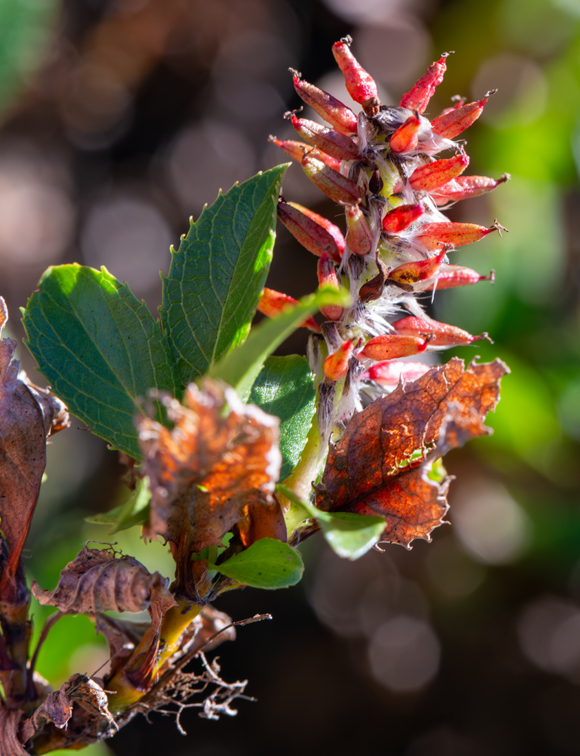Image of Salix vyshinii specimen.
