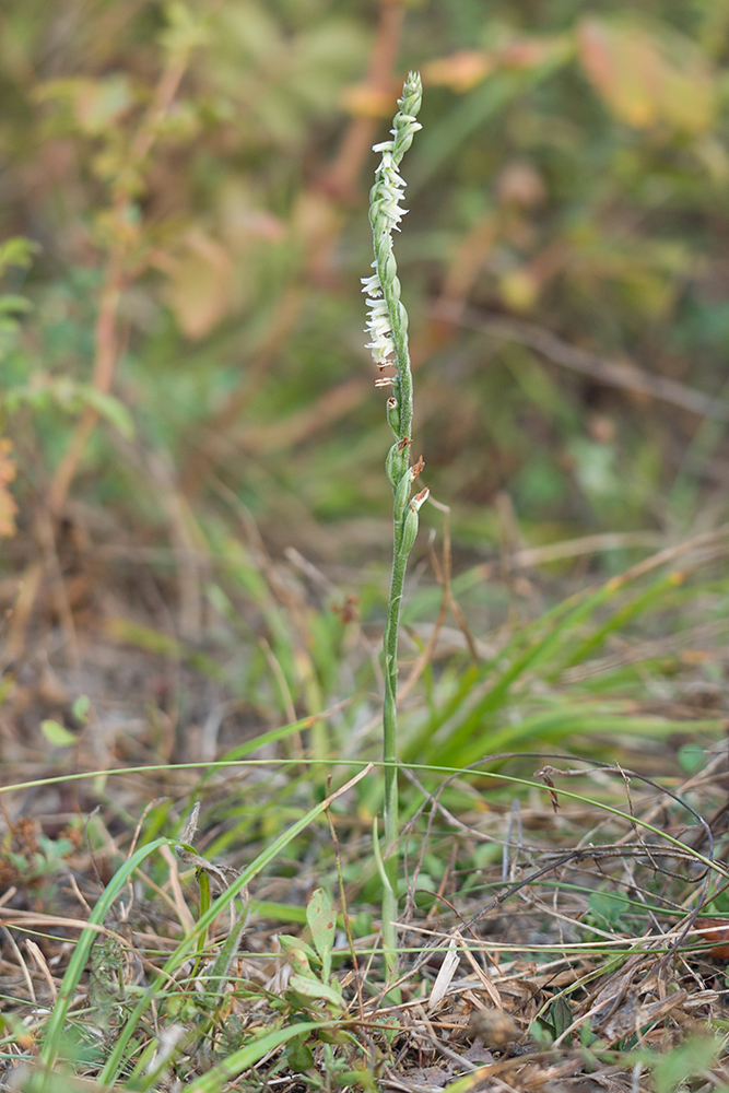 Image of Spiranthes spiralis specimen.
