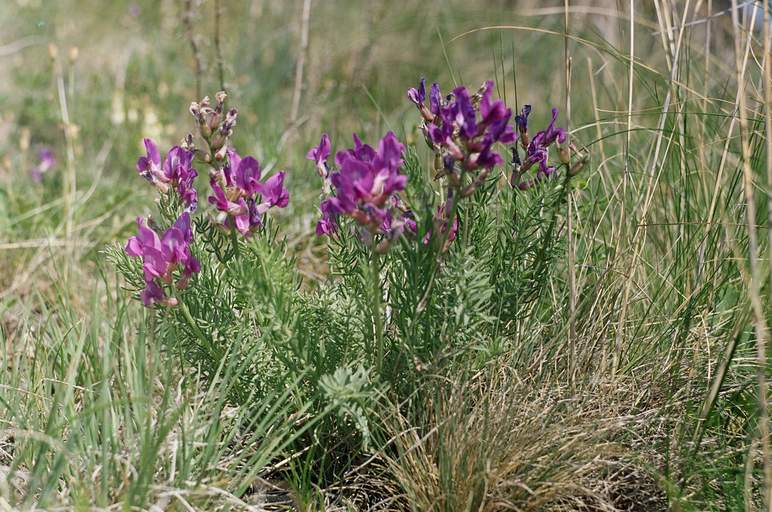 Image of Oxytropis inaria specimen.