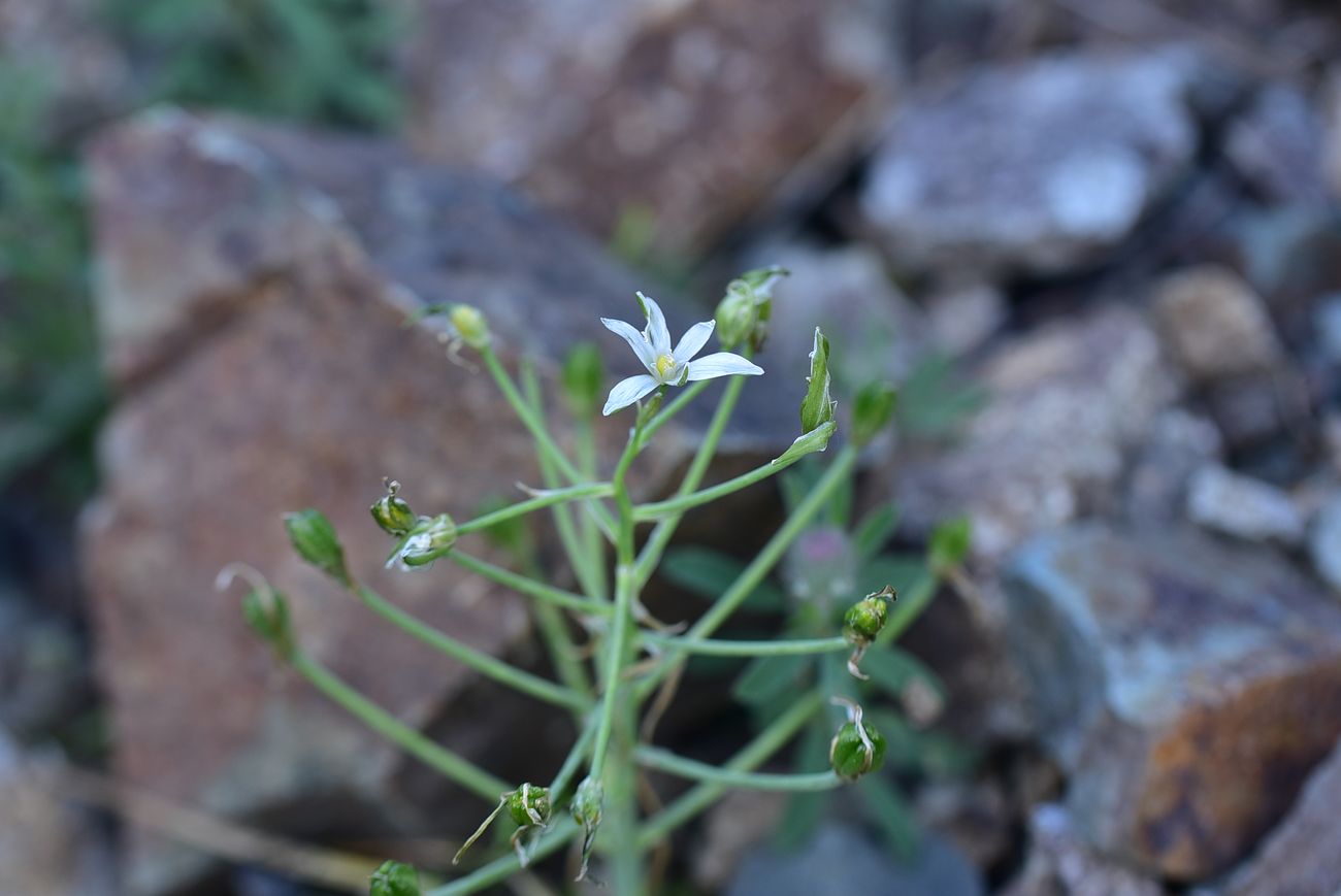 Image of Unknown species specimen.