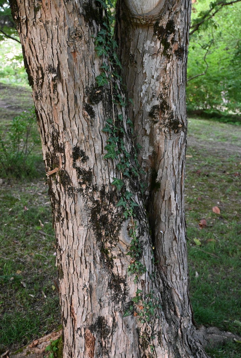 Image of Acer buergerianum specimen.