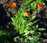 genus Papaver. Цветущее растение. Москва, БС МГУ. 19.04.2011.