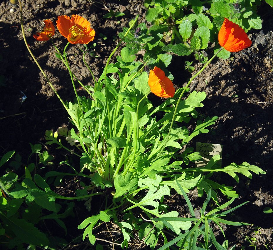 Изображение особи род Papaver.