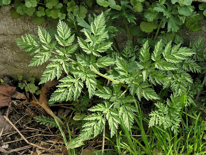 Image of Anthriscus sylvestris specimen.