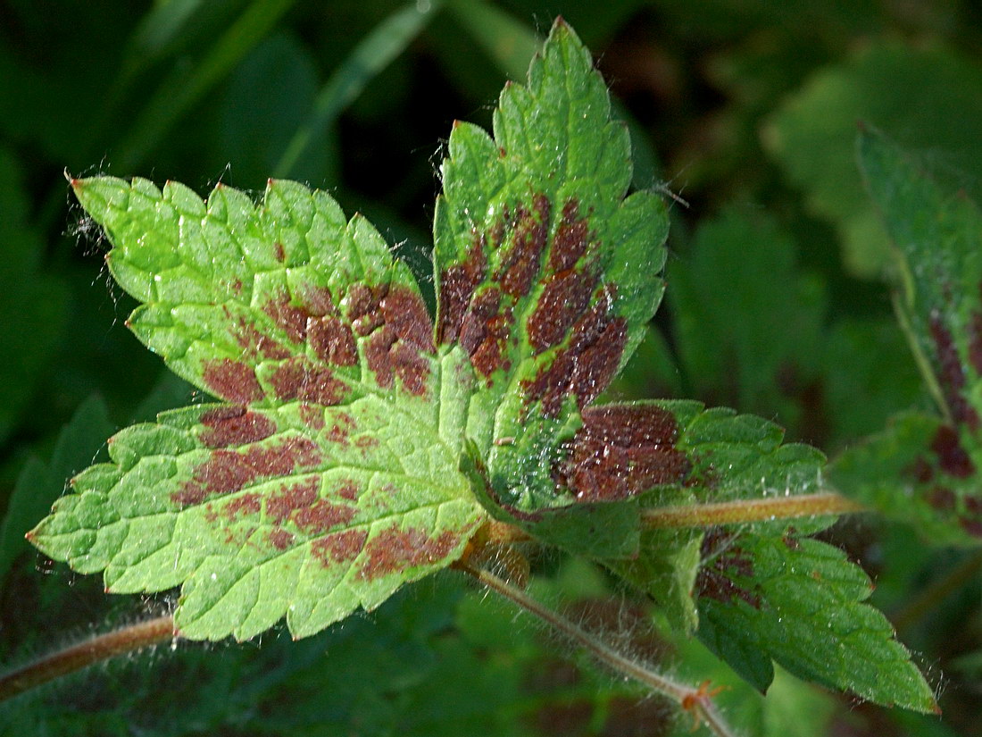 Image of Geranium phaeum specimen.