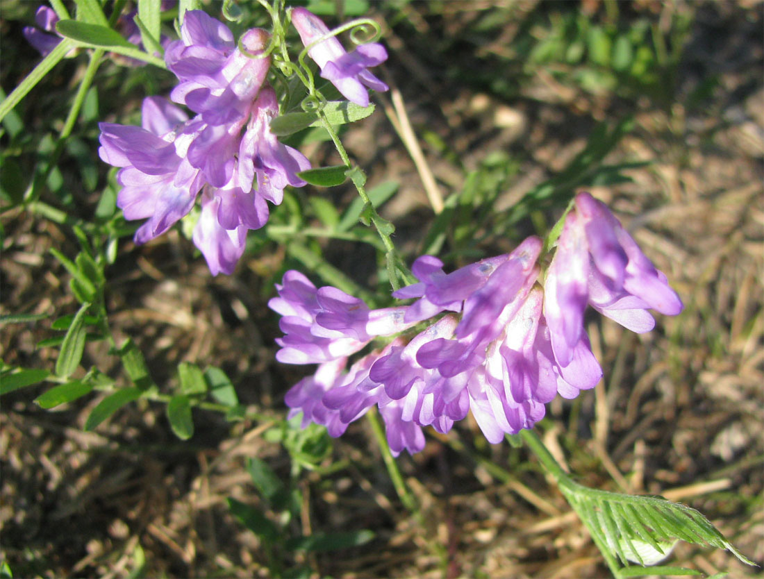 Image of Vicia cracca specimen.