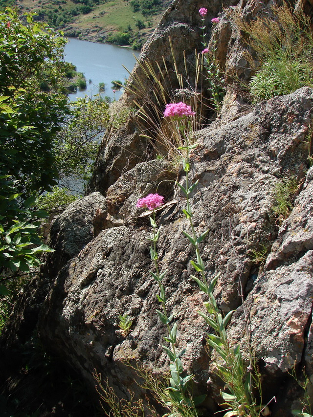 Image of Silene hypanica specimen.