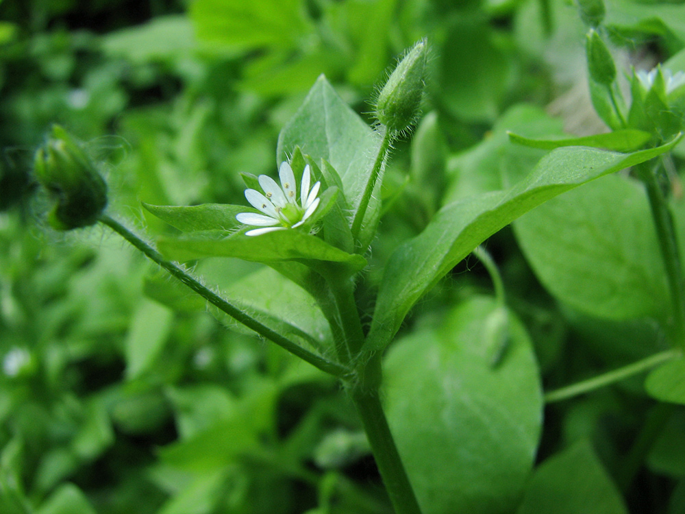 Image of Stellaria media specimen.
