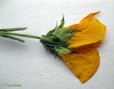 Image of taxon representative. Author is Василий Гелюта