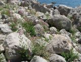 Trachomitum sarmatiense