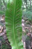 Phyllitis scolopendrium