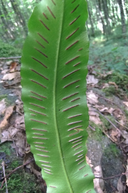 Изображение особи Phyllitis scolopendrium.