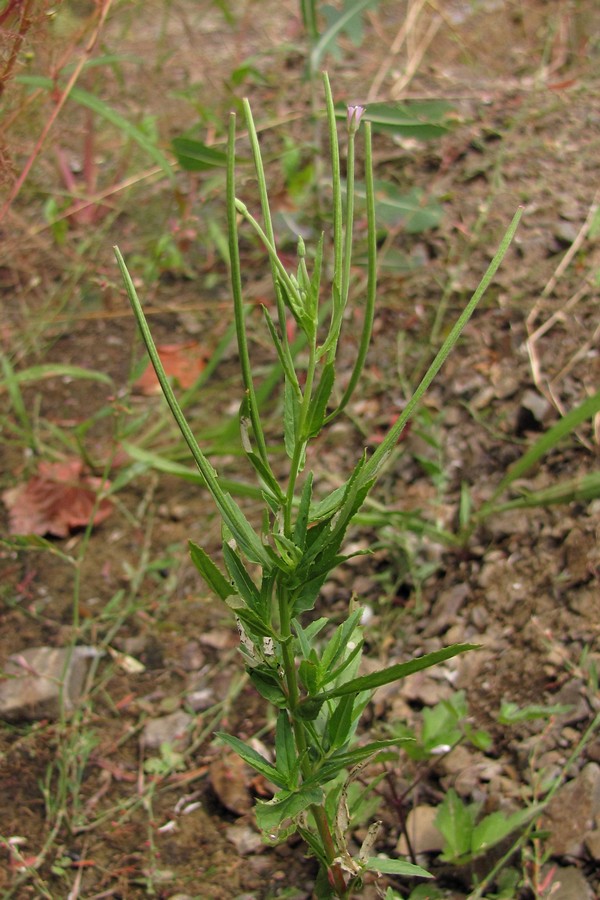 Изображение особи Epilobium tetragonum.
