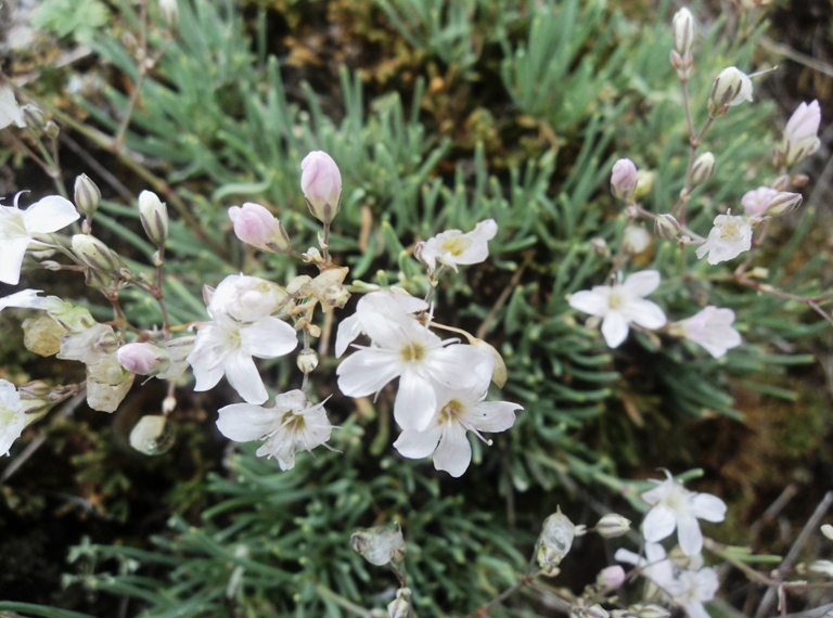 Изображение особи Gypsophila patrinii.