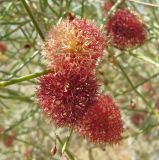 Calligonum rubescens