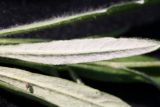 Jurinea form integrifolia