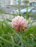 Trifolium hybridum