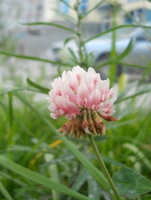 Изображение особи Trifolium hybridum.