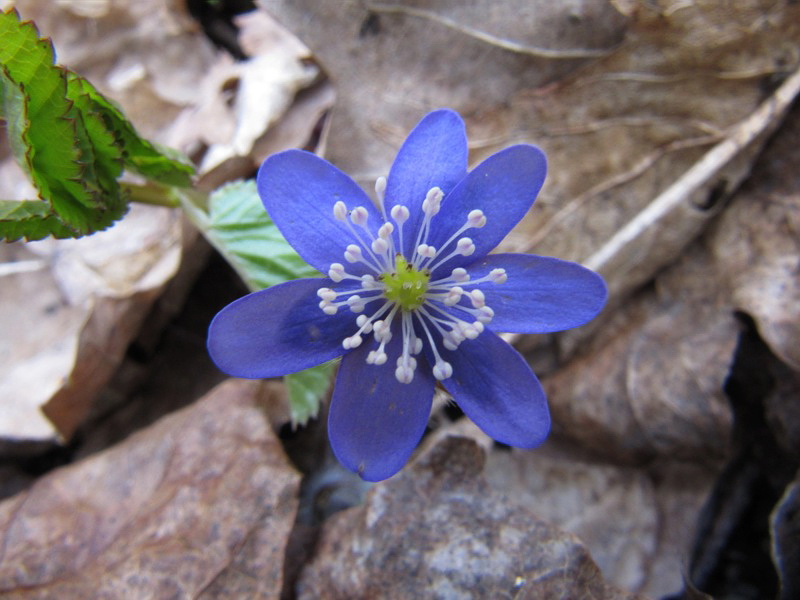 Image of Hepatica nobilis specimen.