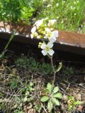 Arabidopsis arenosa