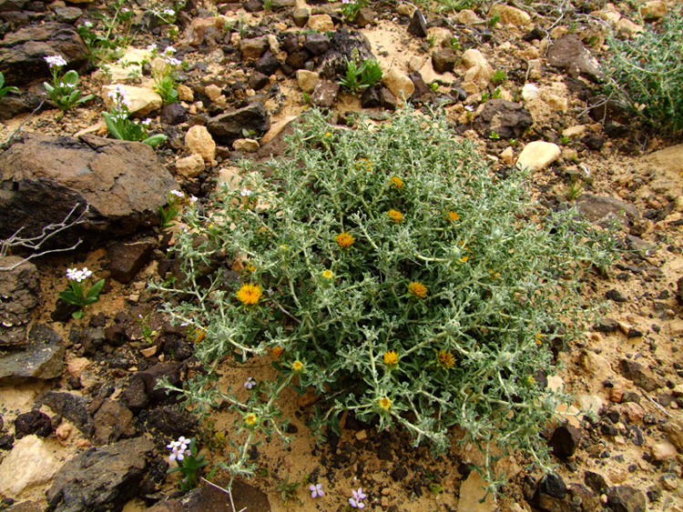 Изображение особи Anvillea garcinii.