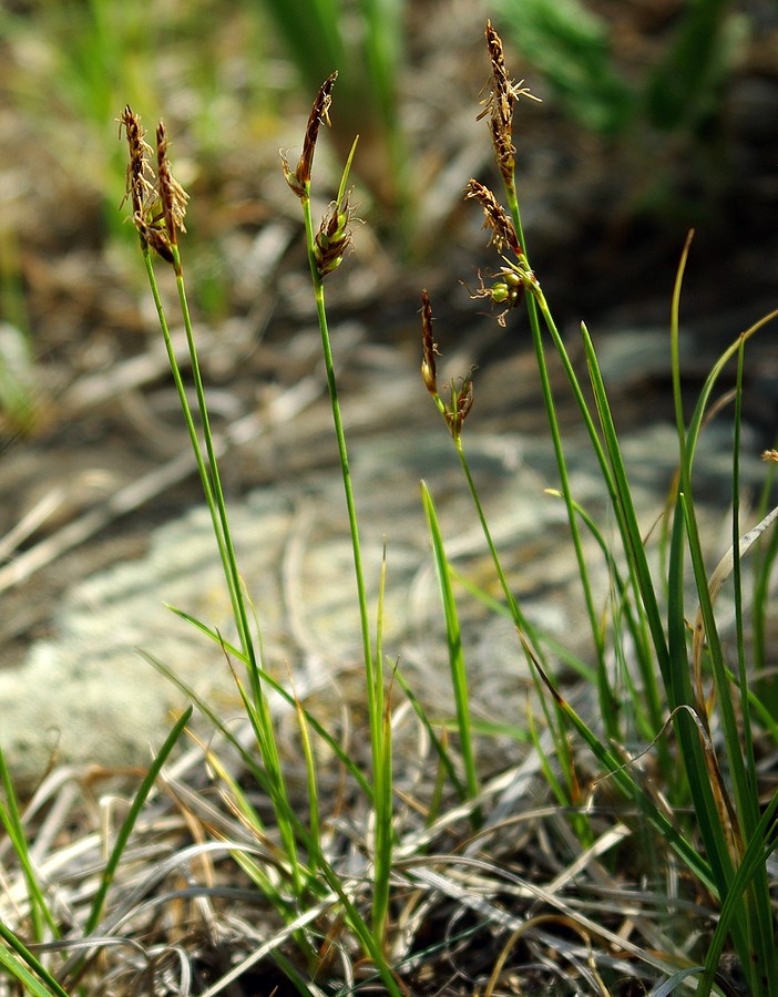 Изображение особи род Carex.