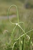 Allium longicuspis