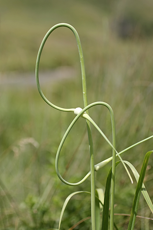 Image of Allium longicuspis specimen.