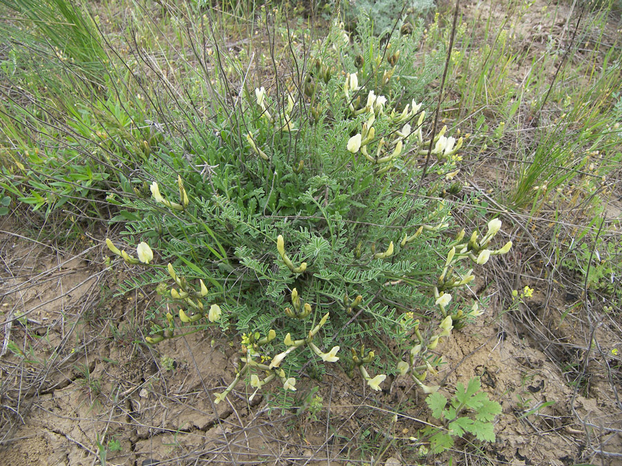 Image of Astragalus reduncus specimen.