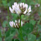 Trifolium repens. Соцветие. Свердловская обл., Первоуральский городской округ, окрестности ж.-д. станции Хрустальная. 12.06.2011.