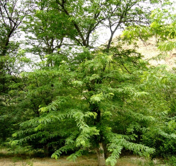 Image of Gleditsia triacanthos specimen.