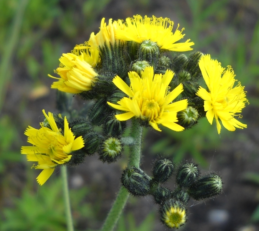 Image of genus Pilosella specimen.