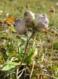 Aconitum rotundifolium