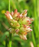 Juncus articulatus. Поражение на верхушке побега. Архангельская обл., Вельский р-н, окр. пос. Усть-Шоноша, берег р. Вель. 08.07.2011.