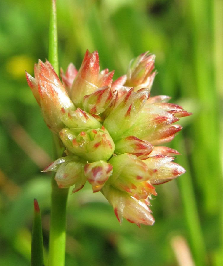 Image of Juncus articulatus specimen.