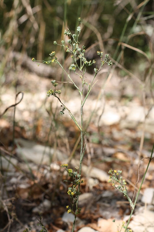 Изображение особи Bupleurum brachiatum.