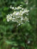 Filipendula vulgaris