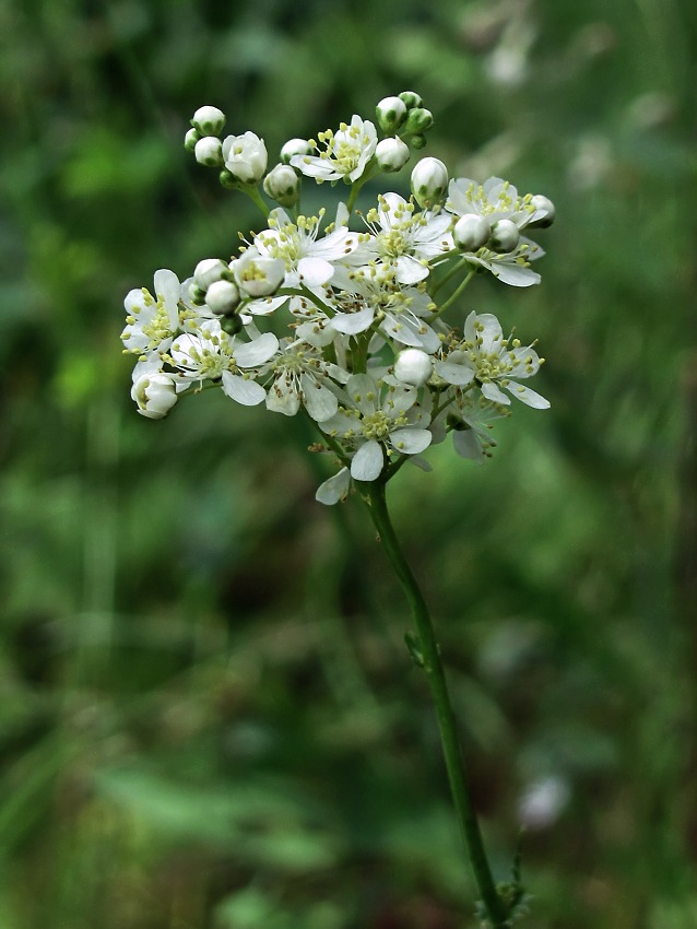 Image of Filipendula vulgaris specimen.