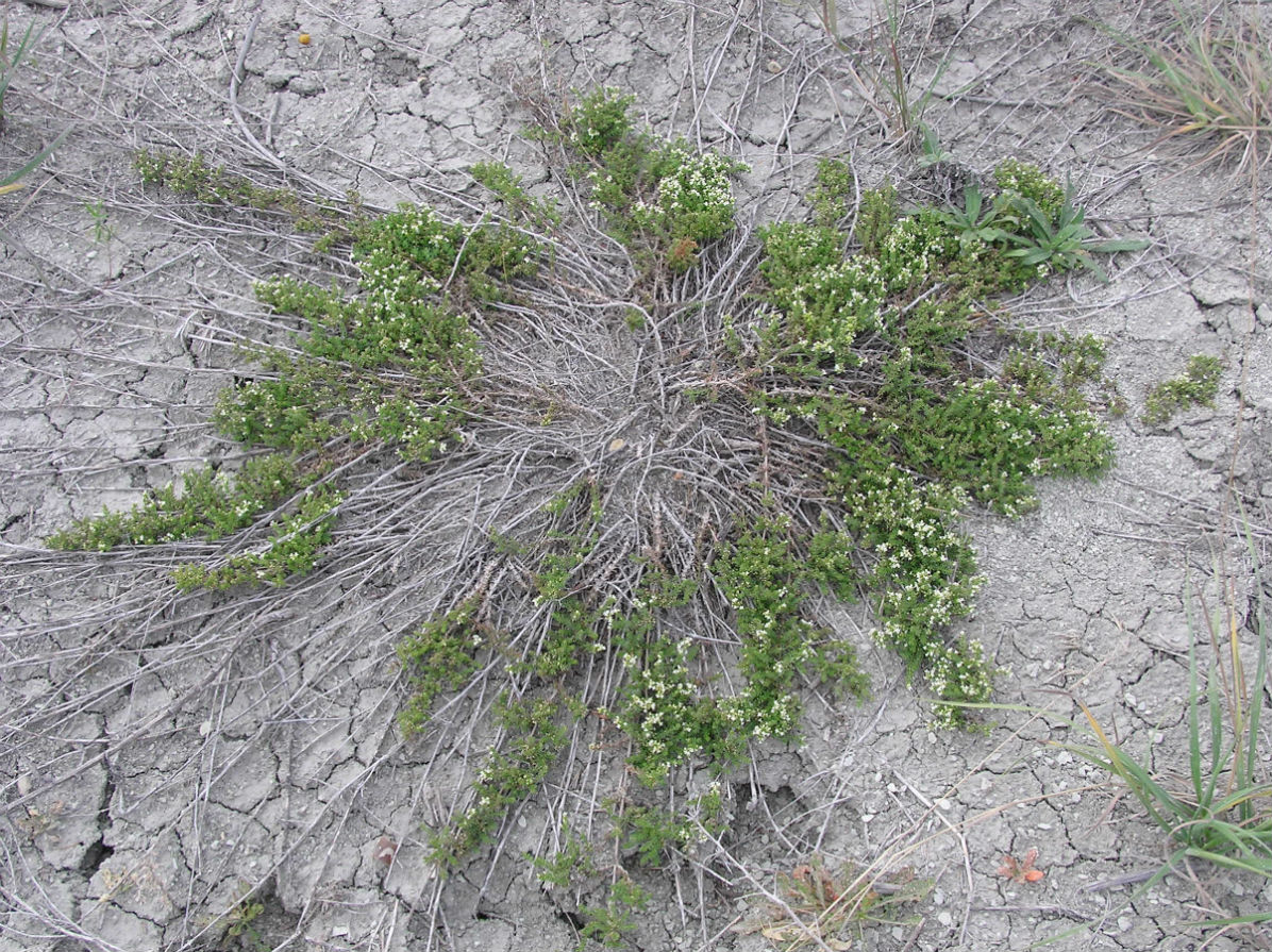 Image of Galium humifusum specimen.