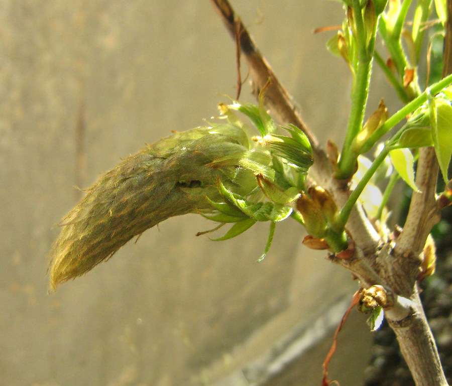 Image of Wisteria sinensis specimen.
