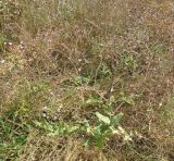 Gypsophila perfoliata. Цветущее растение. Крым, г. Саки, пустырь у детского оздоровительного лагеря \"Прибрежный\". 24.08.2011.