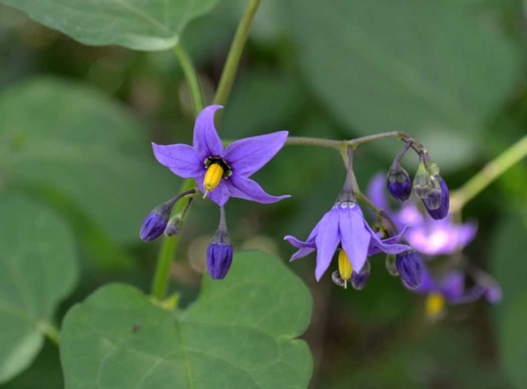 Image of Solanum pseudopersicum specimen.