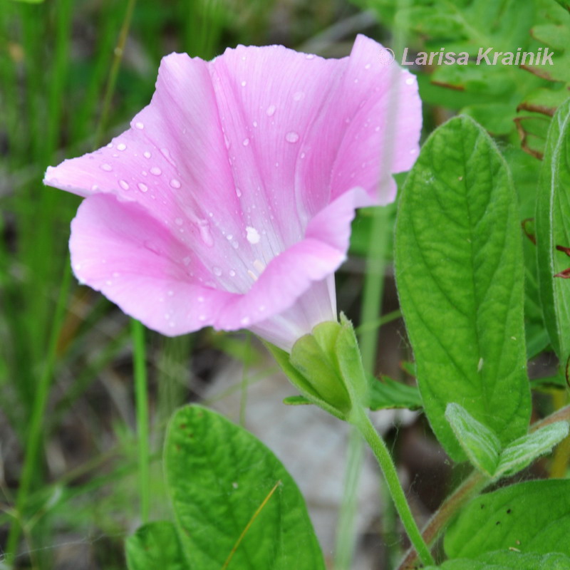 Image of Calystegia dahurica specimen.