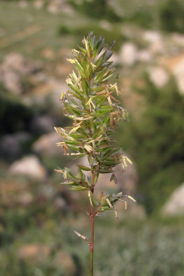 Изображение особи Koeleria macrantha.