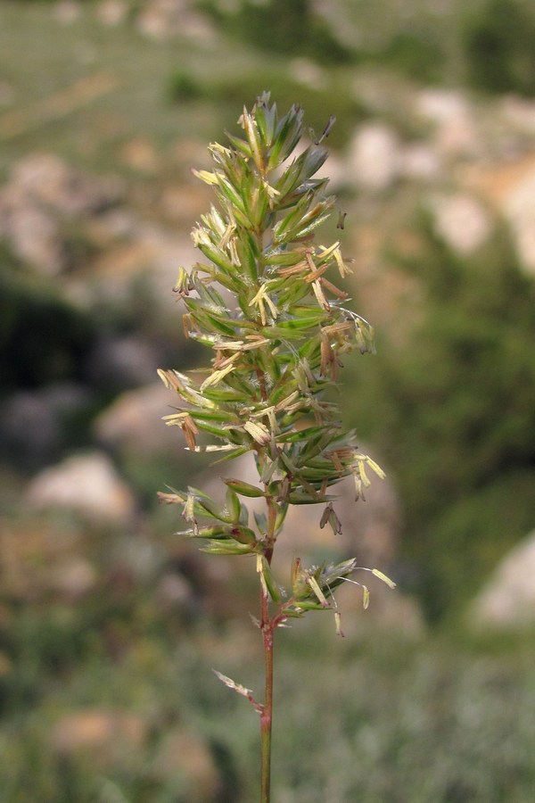 Image of Koeleria macrantha specimen.