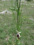 Carum carvi. Нижняя часть растения. Крым, Долгоруковская яйла. 3 июня 2012 г.