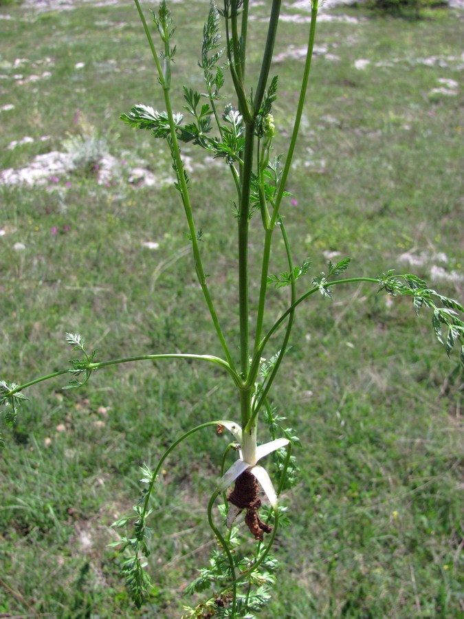 Image of Carum carvi specimen.