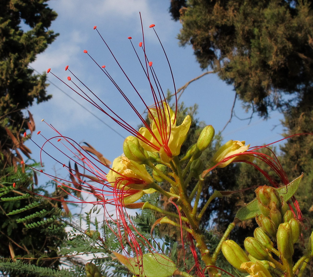Image of Caesalpinia gilliesii specimen.