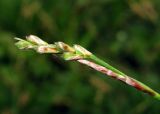 Carex digitata