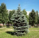 Picea форма glauca